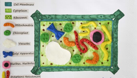 Cell model